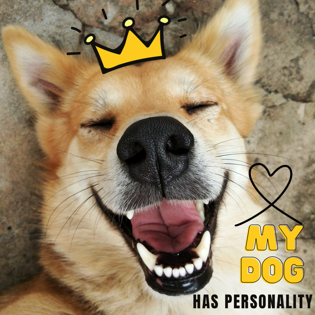 The importance of understanding your dog’s personality