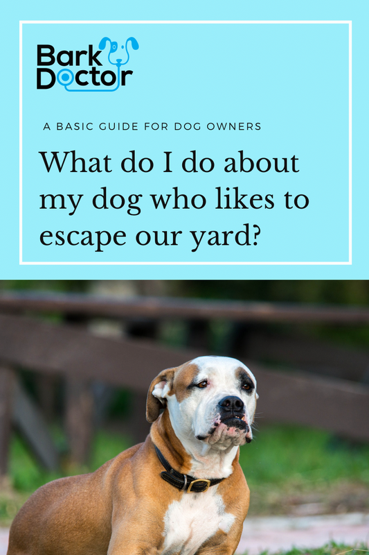 Understanding Why Dogs Escape and How to Solve the Problem