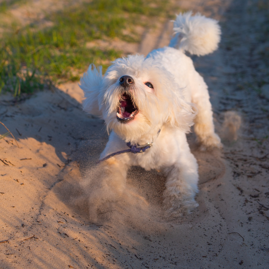 Five Tips To Reduce Dog Barking Without Using A Bark Collar