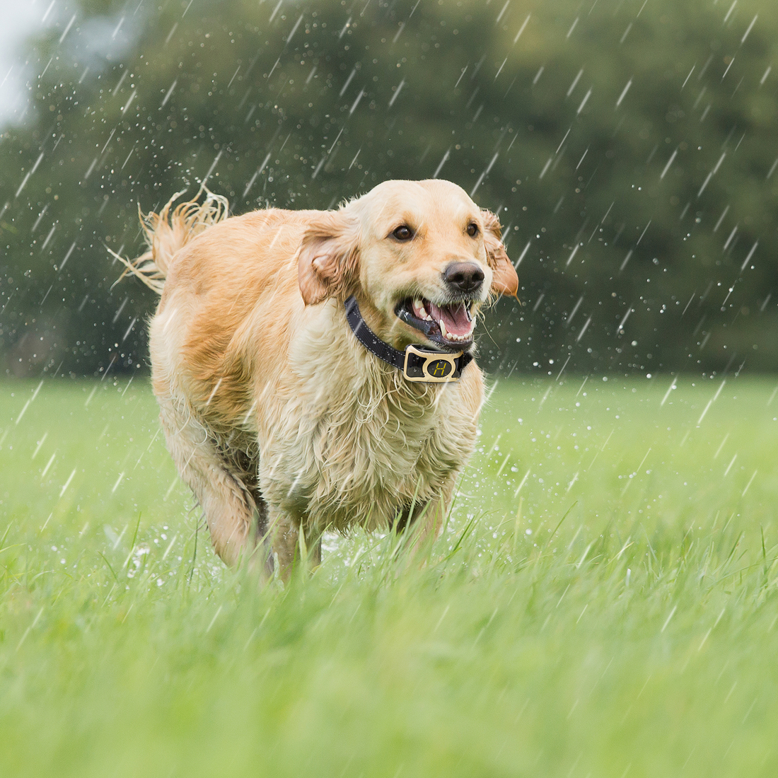 How to Choose the Right Bark Collar for Your Dog