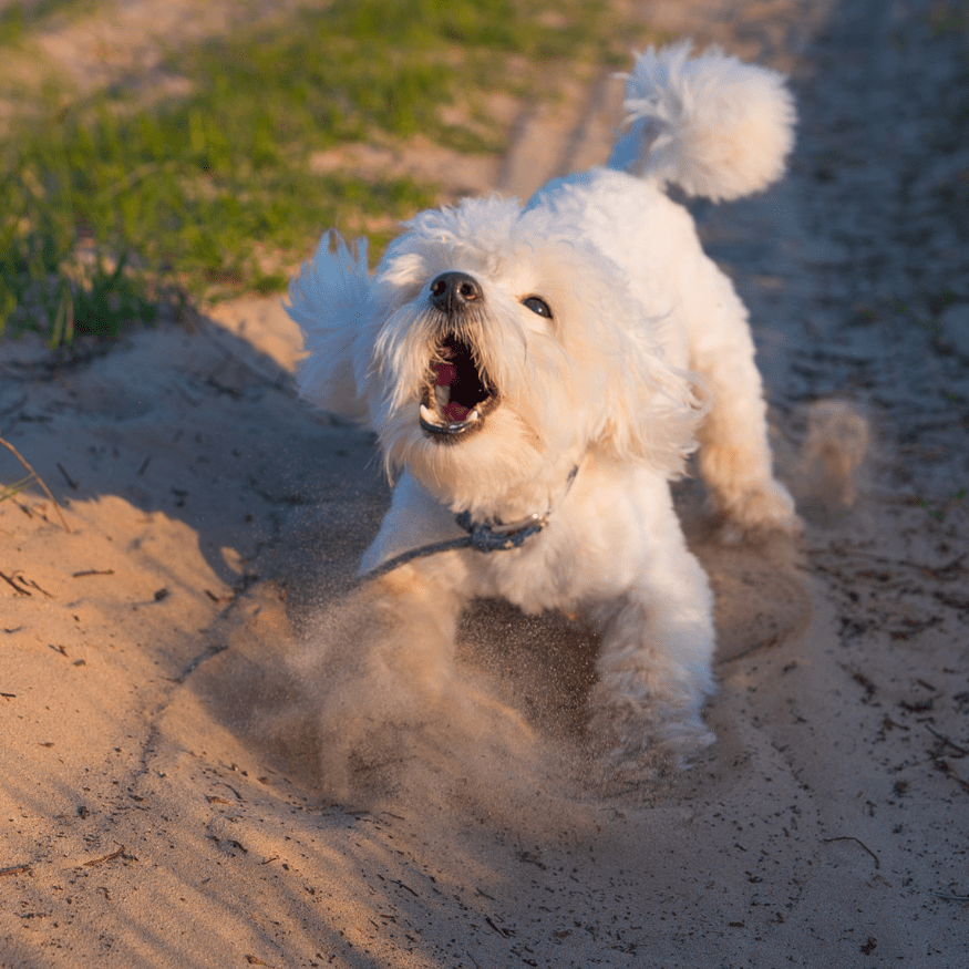 Five Tips To Reduce Dog Barking Without Using A Bark Collar - Bark Doctor