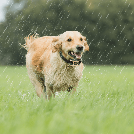 How to Choose the Right Bark Collar for Your Dog - Bark Doctor