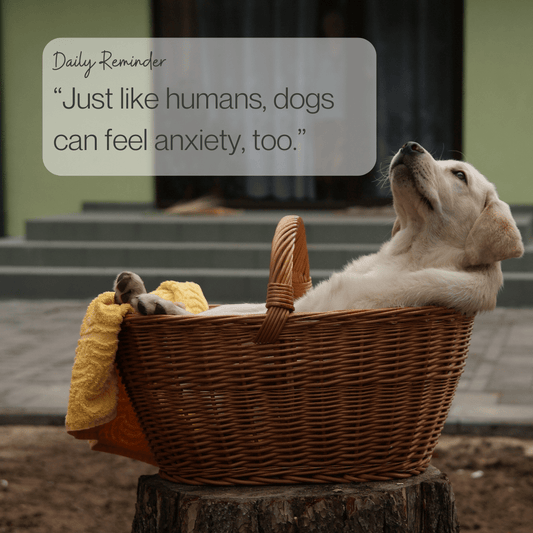Separation Anxiety in Dogs: What to do? - Bark Doctor