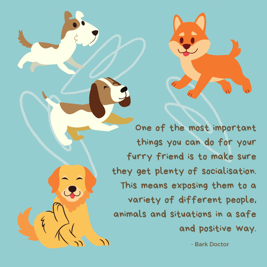 Socialising Your Dog: Why It's So Important - Bark Doctor