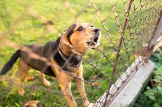 Ten Strategies for Dealing with the Noisy Dog Next Door - Bark Doctor