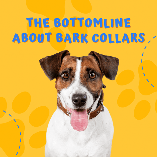 The bottom line about bark collars - Bark Doctor