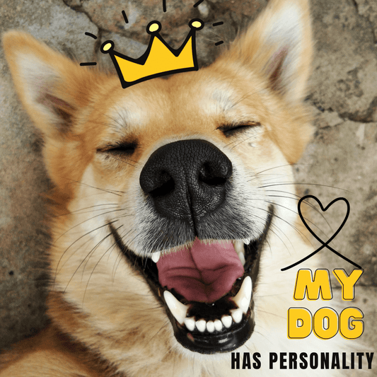 The importance of understanding your dog’s personality - Bark Doctor