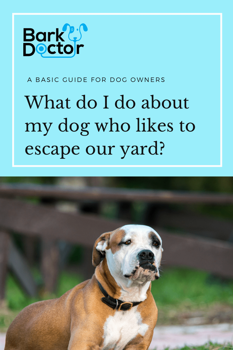 Understanding Why Dogs Escape and How to Solve the Problem - Bark Doctor