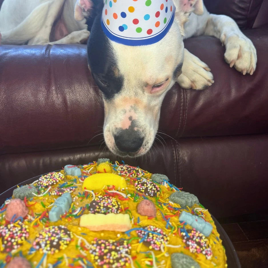 Bake Your Dog A Pawty Cake!