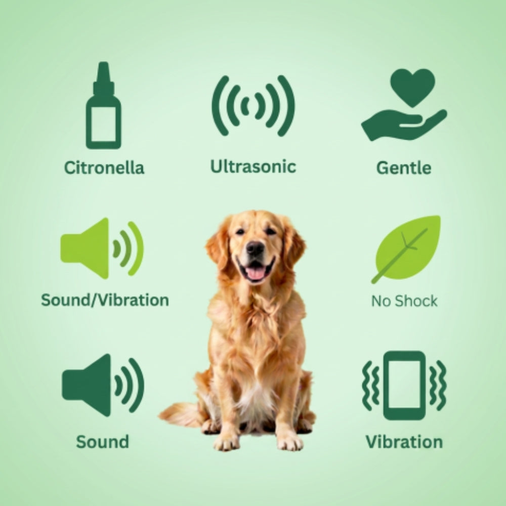 No-Shock Dog Training