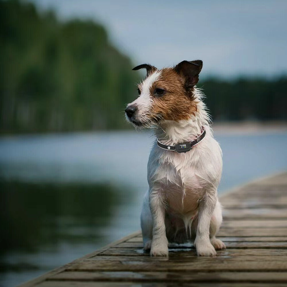 Mighty Smart Mini Remote Training Collar