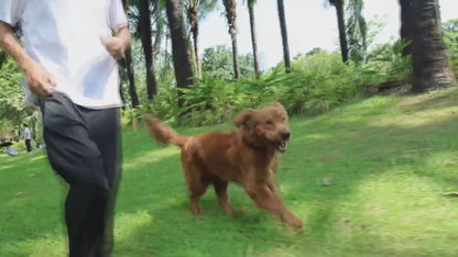 T810 3-in-1 Remote & Anti-Bark Dog Training Collar with LED Safety Torch