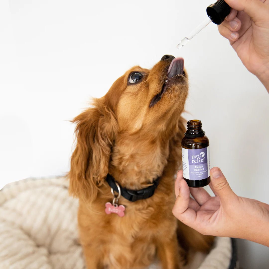 Rest & Restore Drops - Night Time Blend - Bark Doctor